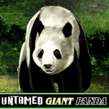  Untamed Giant Panda Test