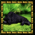 Amazonia 2
