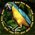 Amazonia 7