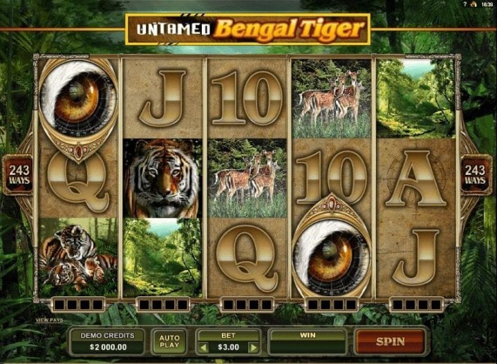 Untamed Bengal Tiger 1