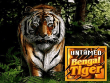  Untamed Bengal Tiger review